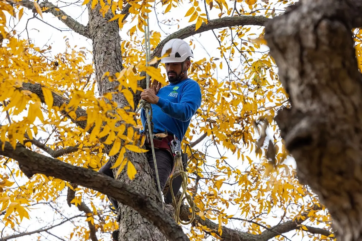 Skilled Tree Planing crew working in Lewisburg